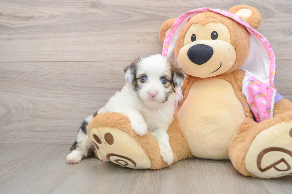 Mini Aussiedoodle Puppy for Adoption