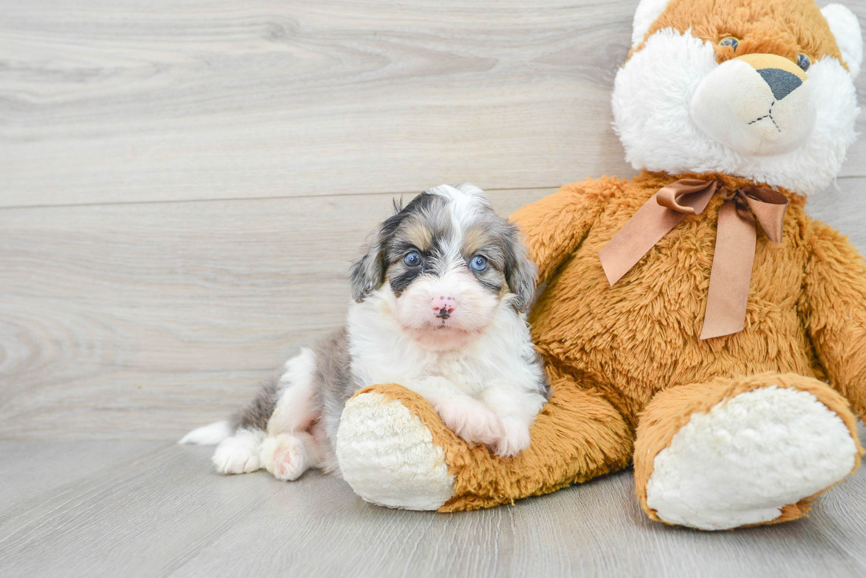 Hypoallergenic Aussiepoo Poodle Mix Puppy