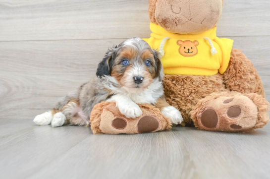 Mini Aussiedoodle Pup Being Cute