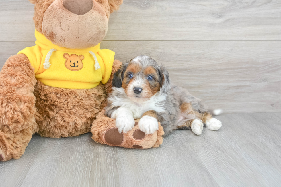 Energetic Aussiepoo Poodle Mix Puppy