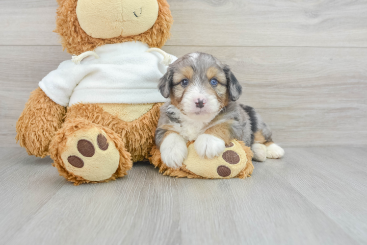 Meet Rocky - our Mini Aussiedoodle Puppy Photo 1/3 - Puppy Love PR Adorable Aussiepoo Poodle Mix Puppy