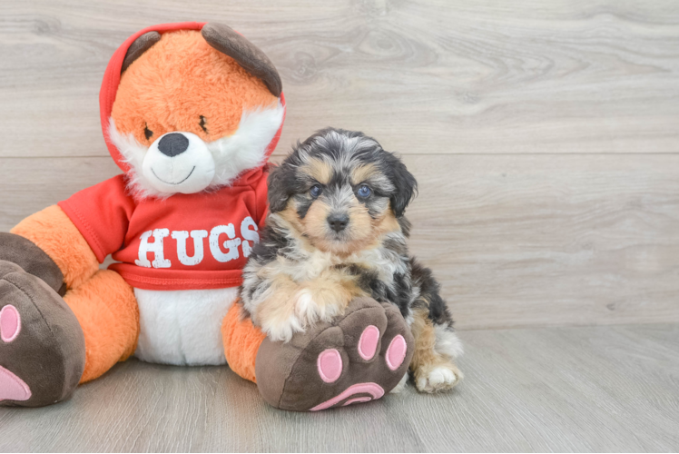 Smart Mini Aussiedoodle Poodle Mix Pup