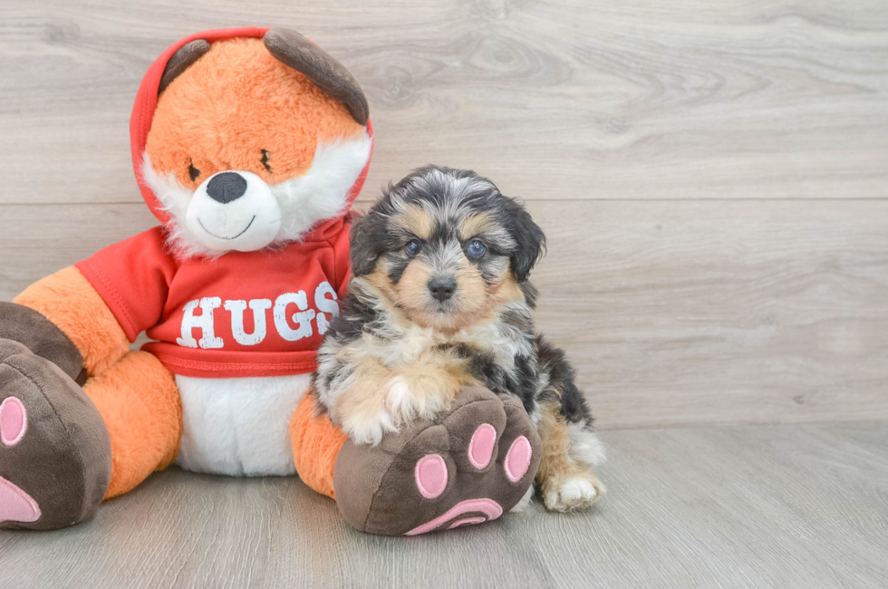 5 week old Mini Aussiedoodle Puppy For Sale - Puppy Love PR