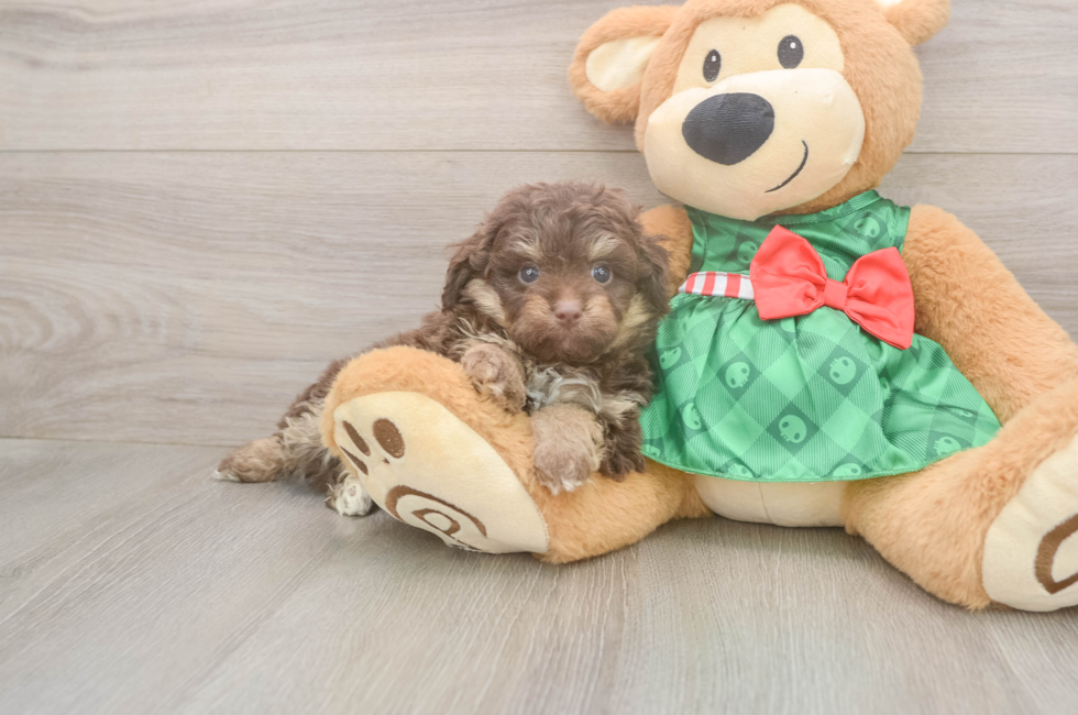 5 week old Mini Aussiedoodle Puppy For Sale - Puppy Love PR