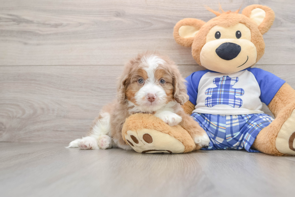 Adorable Mini Australian Shepherd X Poodle Mix Poodle Mix Puppy