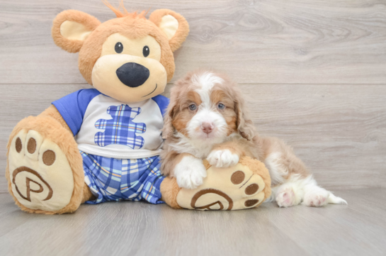 Mini Aussiedoodle Puppy for Adoption