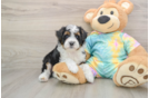 Best Mini Aussiedoodle Baby