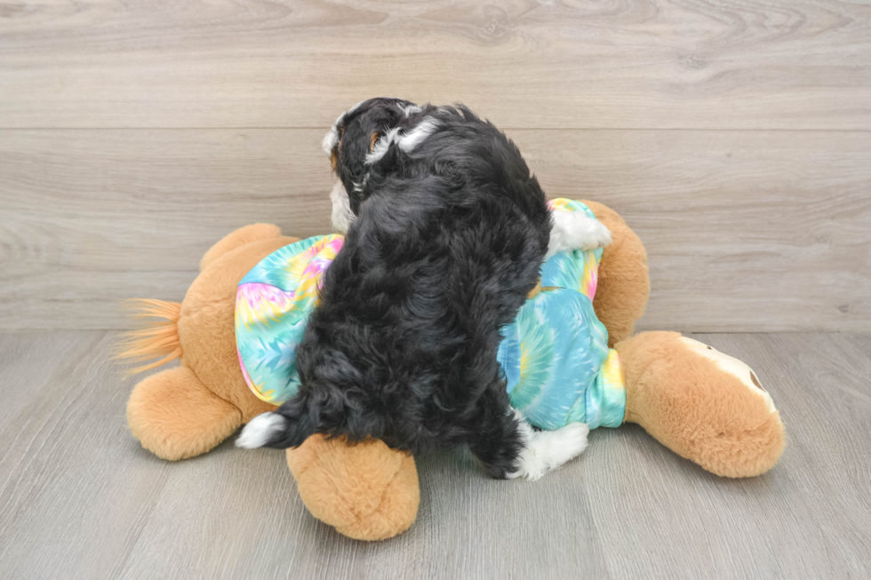 Funny Mini Aussiedoodle Poodle Mix Pup
