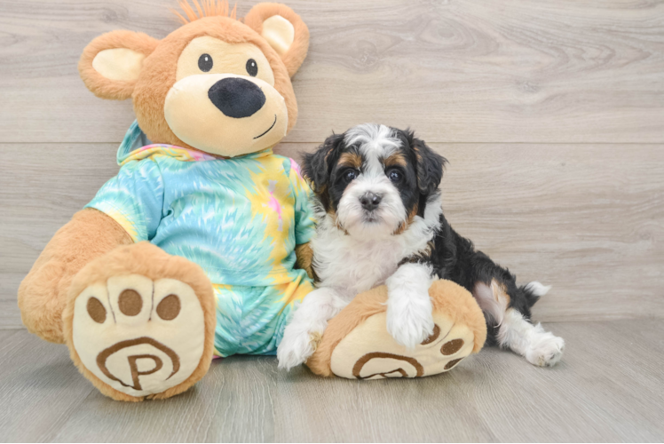 Mini Aussiedoodle Pup Being Cute