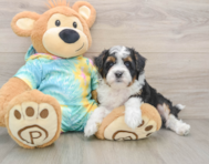 7 week old Mini Aussiedoodle Puppy For Sale - Puppy Love PR
