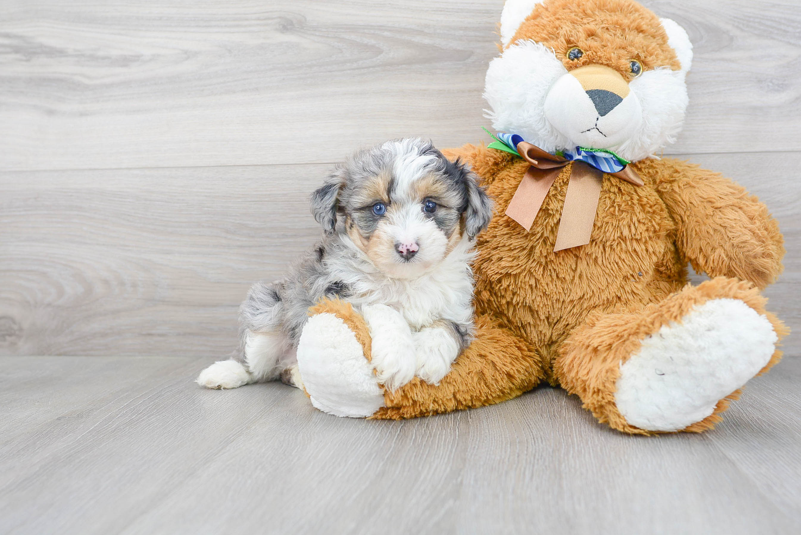 Cute Aussiepoo Poodle Mix Puppy