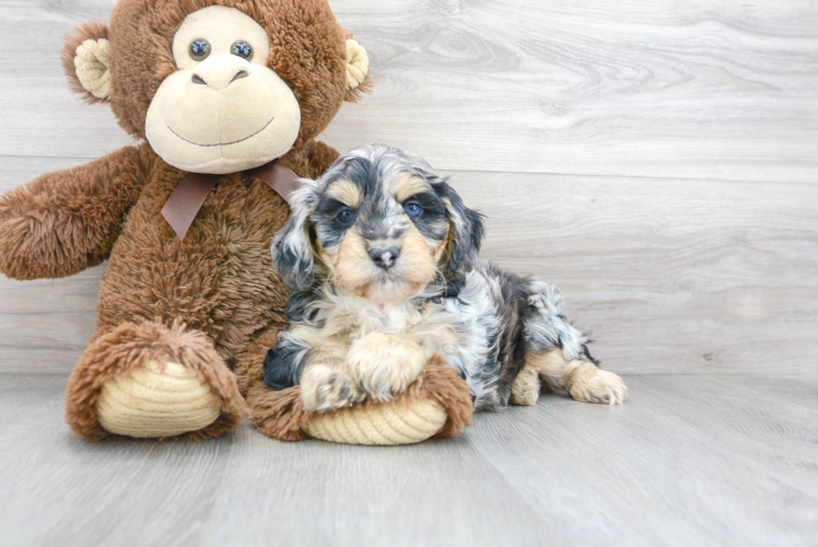 Meet Rocky - our Mini Aussiedoodle Puppy Photo 1/3 - Puppy Love PR Mini Aussiedoodle Puppy for Adoption