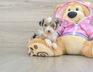 8 week old Mini Aussiedoodle Puppy For Sale - Puppy Love PR