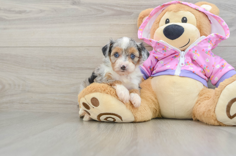 5 week old Mini Aussiedoodle Puppy For Sale - Puppy Love PR