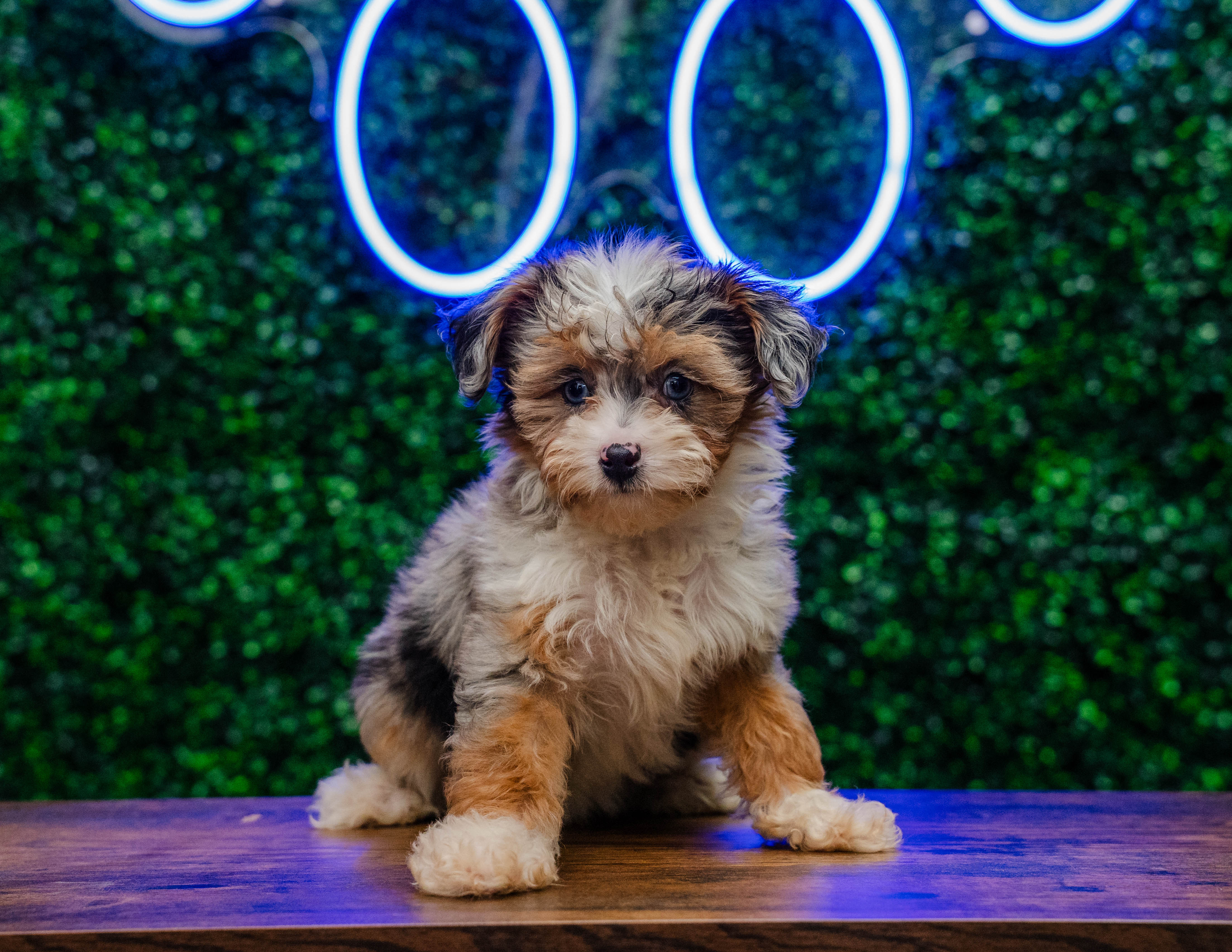 Mini Aussiedoodle Pup Being Cute