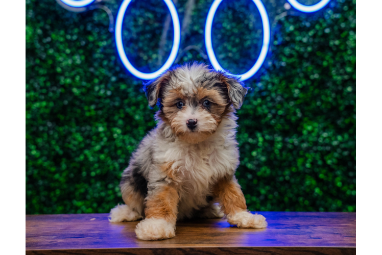 Meet Selene - our Mini Aussiedoodle Puppy Photo 1/5 - Puppy Love PR Mini Aussiedoodle Pup Being Cute