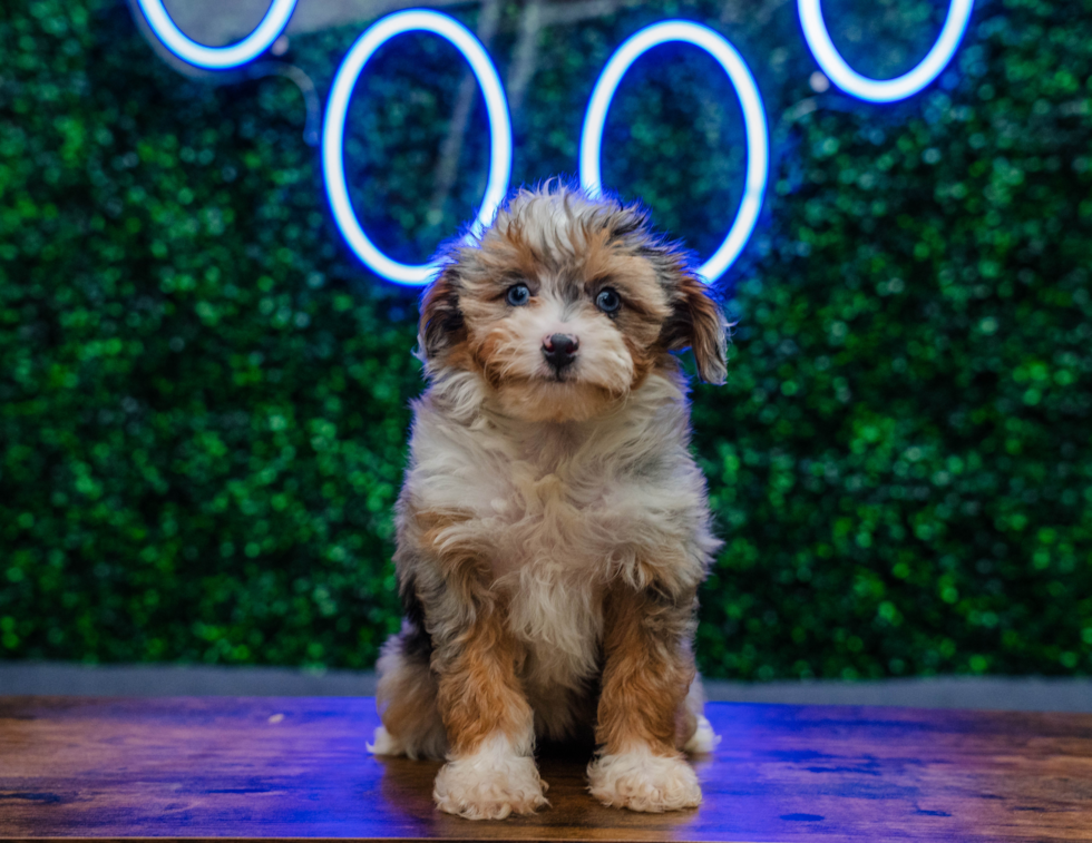 Mini Aussiedoodle Pup Being Cute