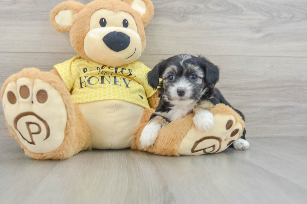 7 week old Mini Aussiedoodle Puppy For Sale - Puppy Love PR