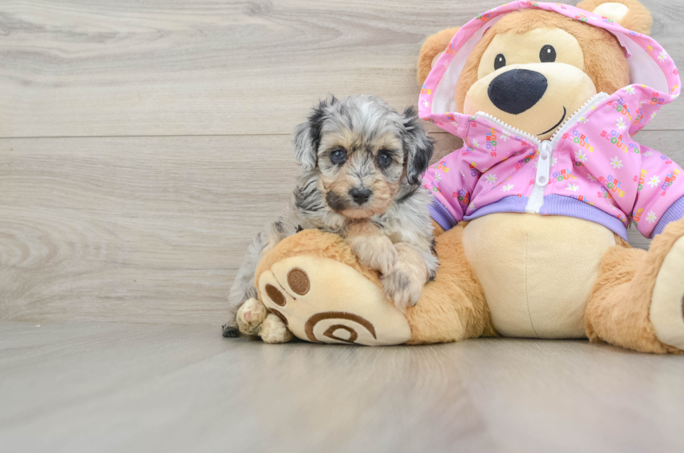 5 week old Mini Aussiedoodle Puppy For Sale - Puppy Love PR