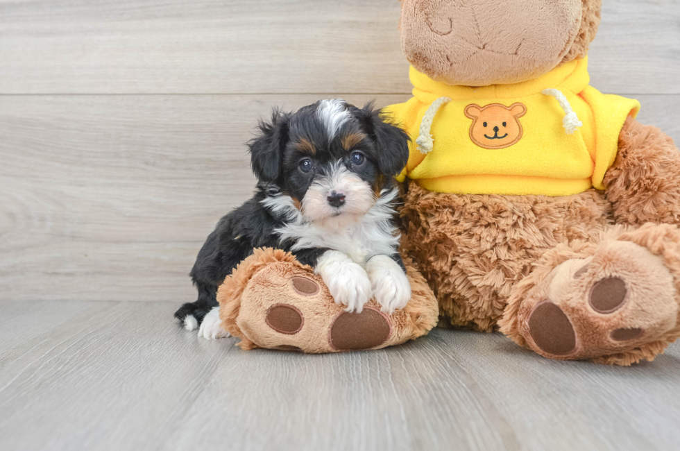 5 week old Mini Aussiedoodle Puppy For Sale - Puppy Love PR