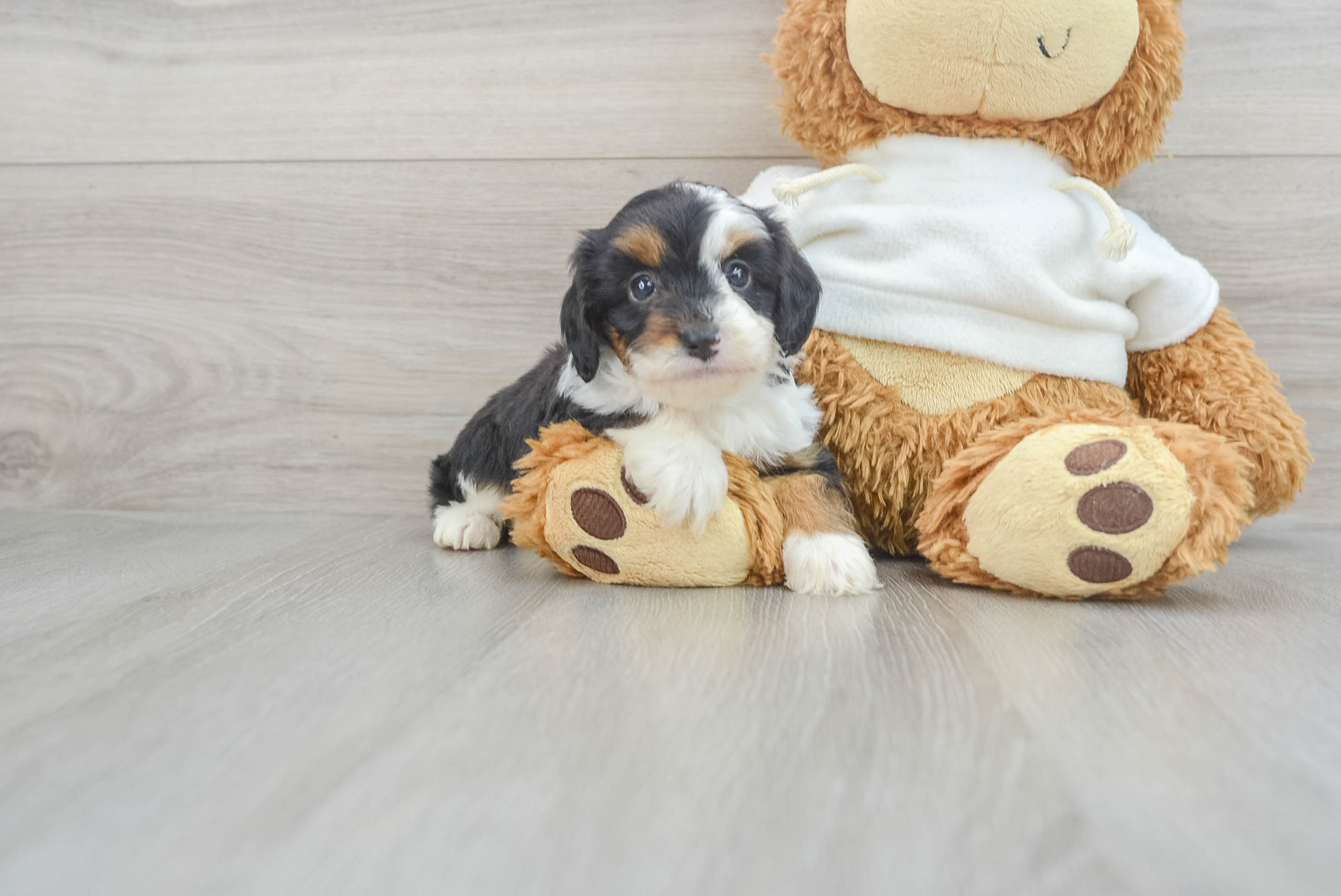 Mini Aussiedoodle Pup Being Cute