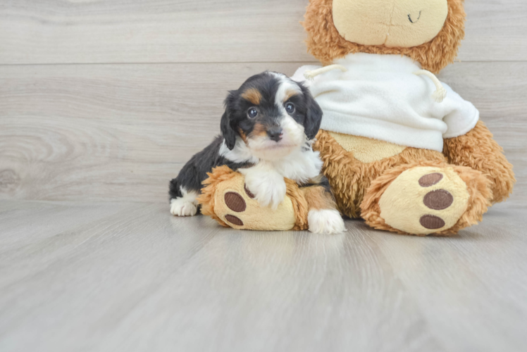 Meet Roslin - our Mini Aussiedoodle Puppy Photo 1/3 - Puppy Love PR Mini Aussiedoodle Pup Being Cute