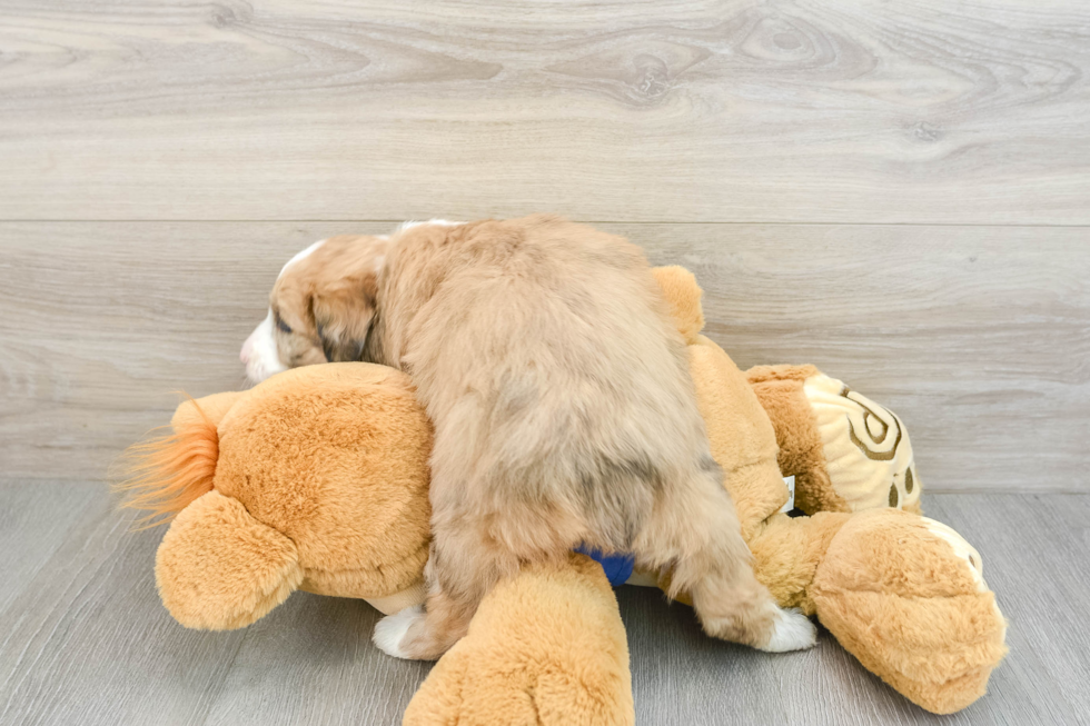 Popular Mini Aussiedoodle Poodle Mix Pup