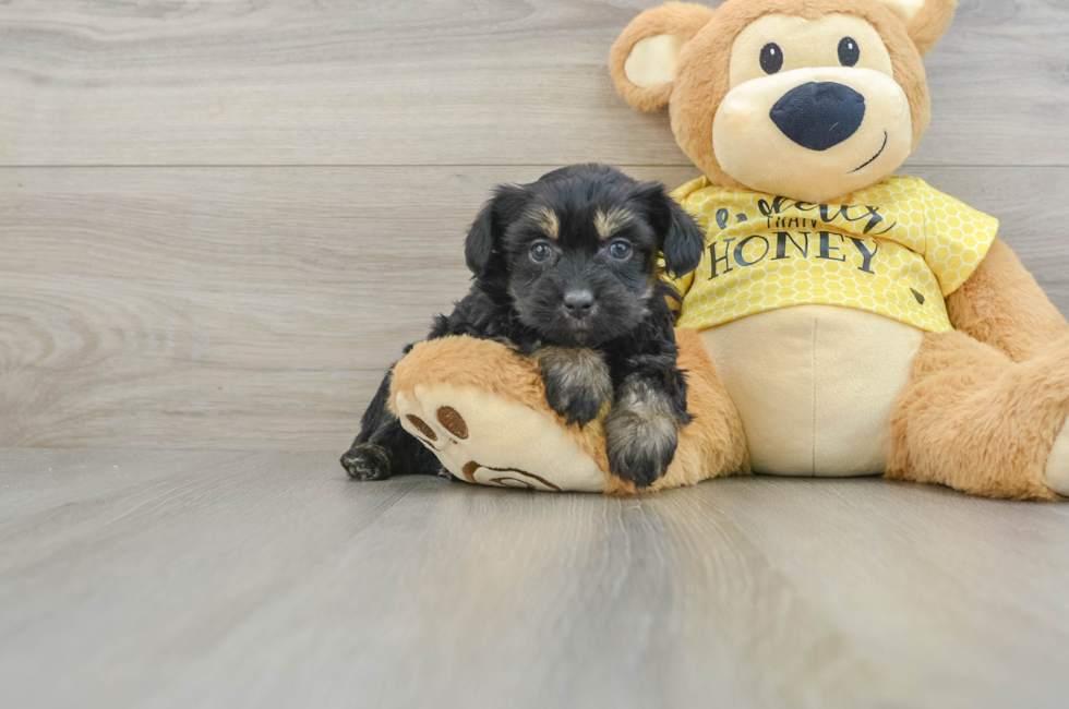 7 week old Mini Aussiedoodle Puppy For Sale - Puppy Love PR