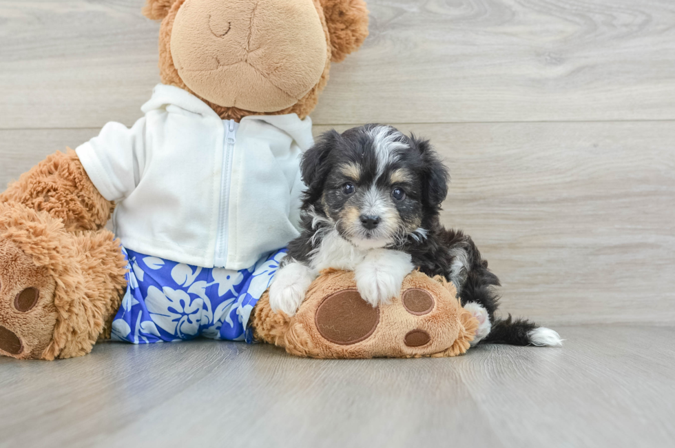 8 week old Mini Aussiedoodle Puppy For Sale - Puppy Love PR