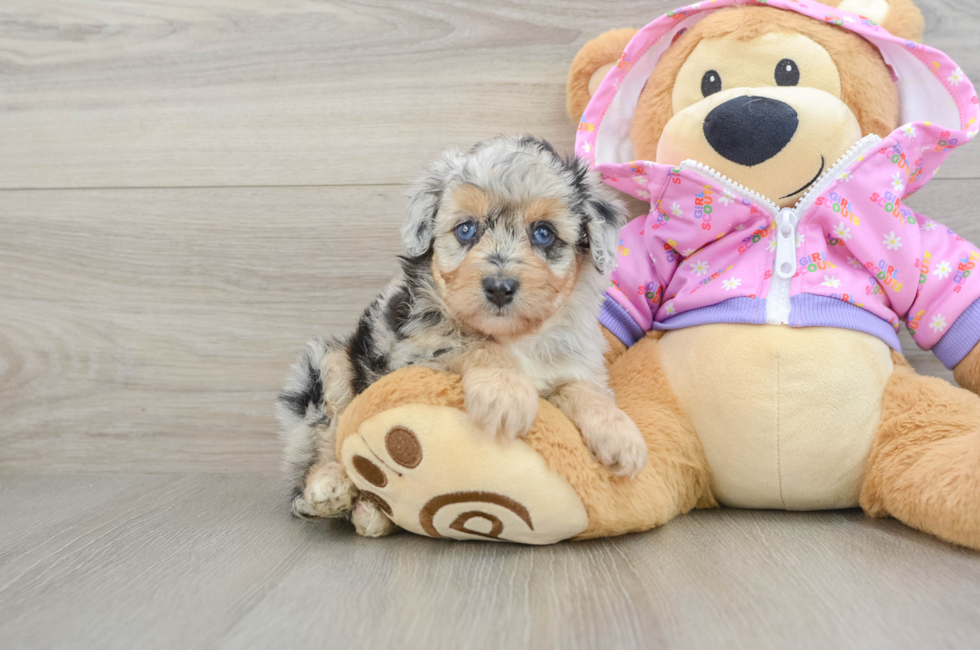 5 week old Mini Aussiedoodle Puppy For Sale - Puppy Love PR