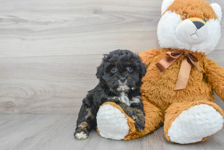 Meet Roslin - our Mini Aussiedoodle Puppy Photo 1/3 - Puppy Love PR Mini Aussiedoodle Pup Being Cute