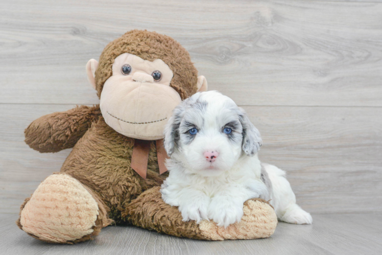 Meet Roush - our Mini Aussiedoodle Puppy Photo 1/3 - Puppy Love PR Best Mini Aussiedoodle Baby