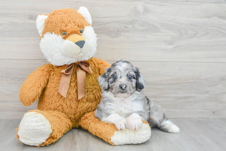 Meet Roush - our Mini Aussiedoodle Puppy Photo 1/3 - Puppy Love PR Best Mini Aussiedoodle Baby