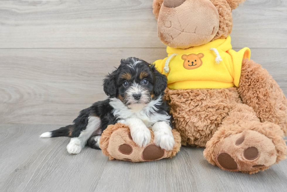 Mini Aussiedoodle Pup Being Cute