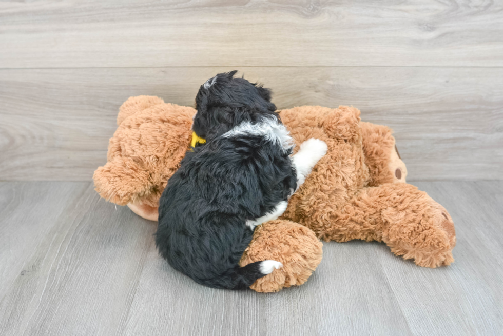 Energetic Aussiepoo Poodle Mix Puppy