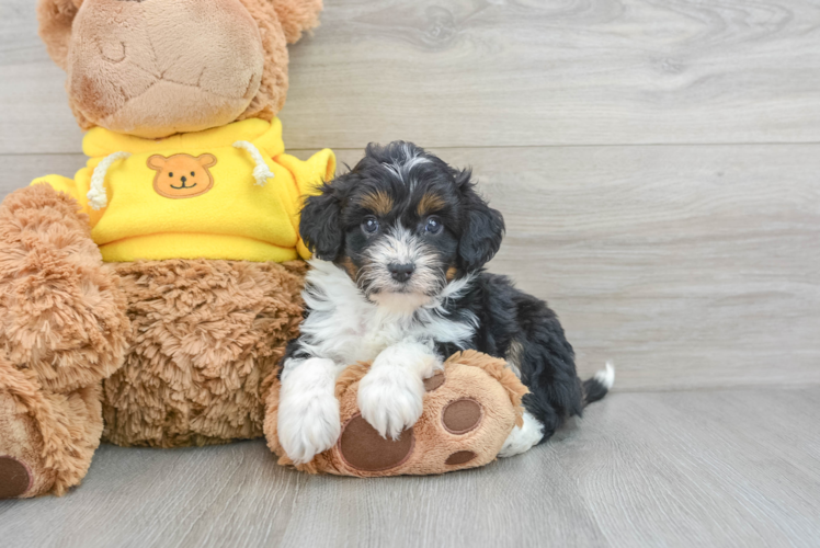 Small Mini Aussiedoodle Baby
