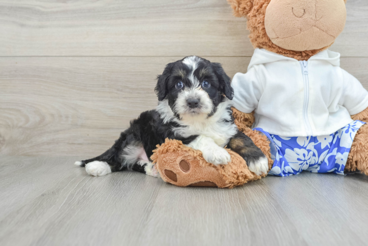 Friendly Mini Aussiedoodle Baby