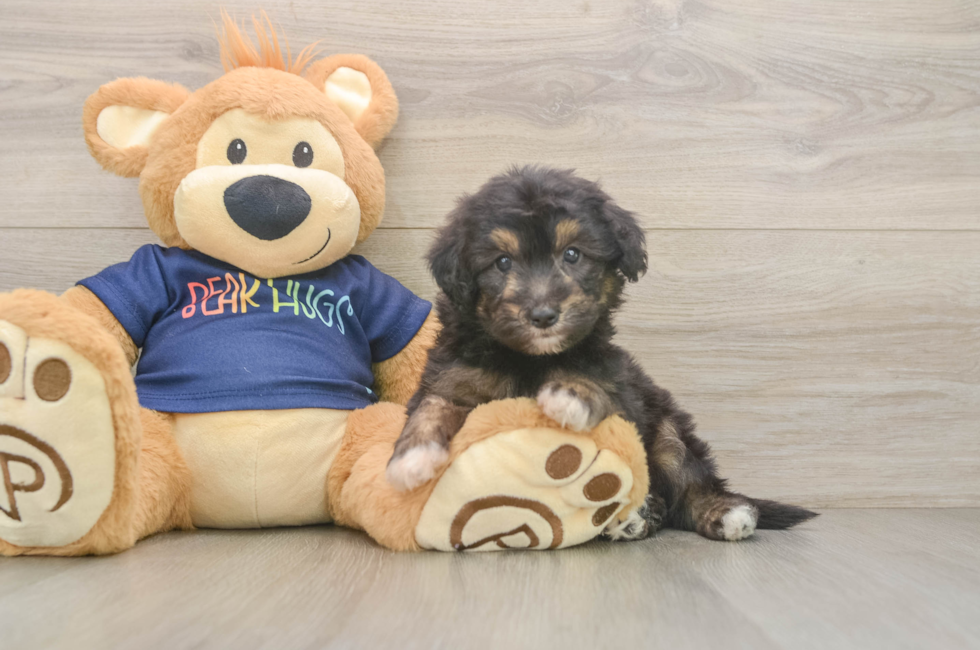 5 week old Mini Aussiedoodle Puppy For Sale - Puppy Love PR