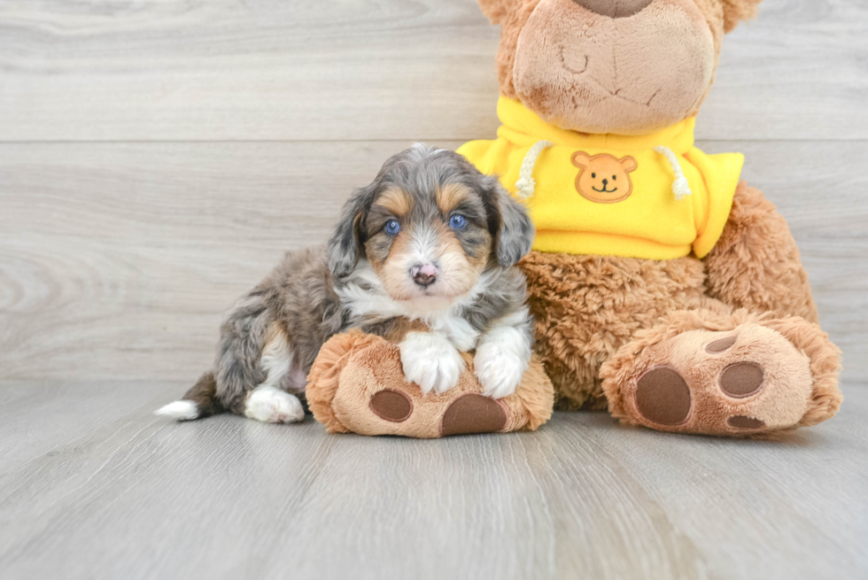 Friendly Mini Aussiedoodle Baby
