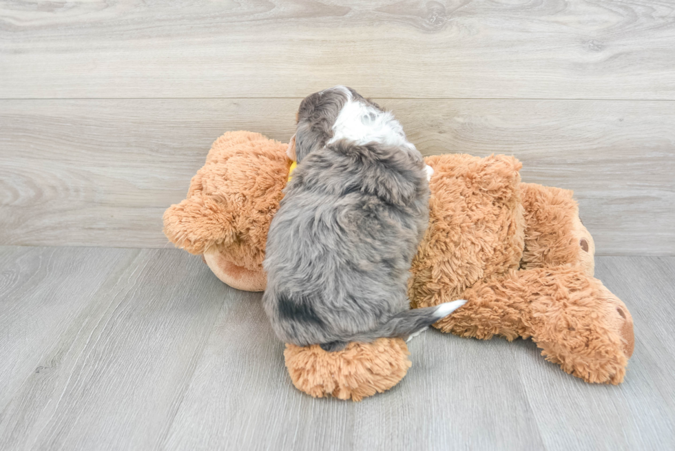 Friendly Mini Aussiedoodle Baby