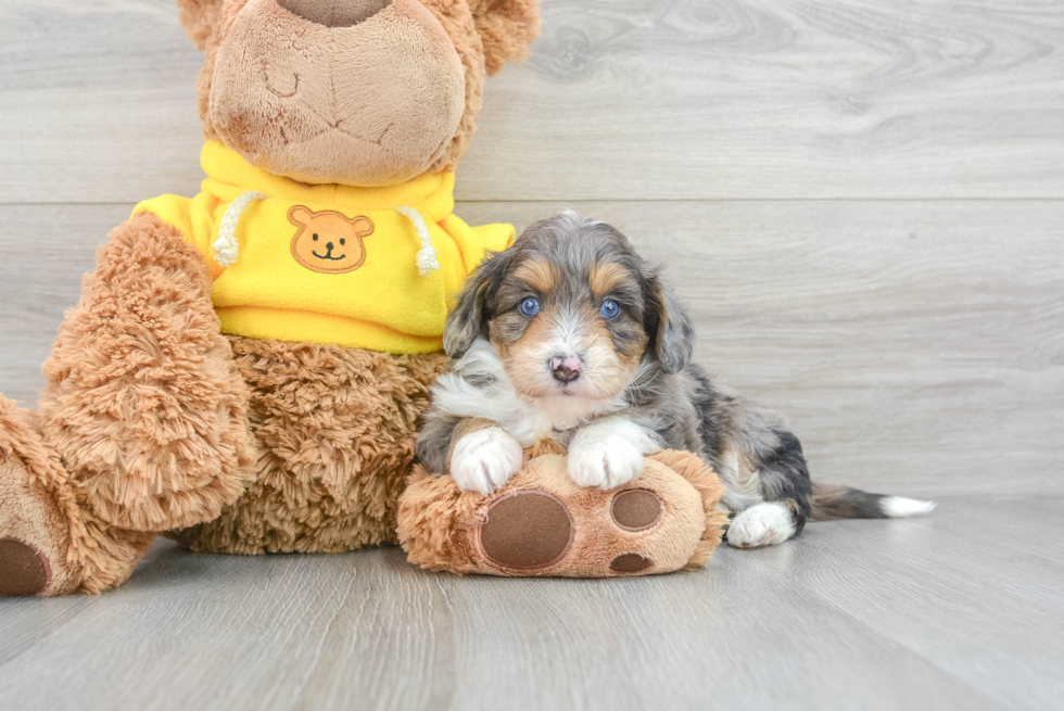 Mini Aussiedoodle Puppy for Adoption