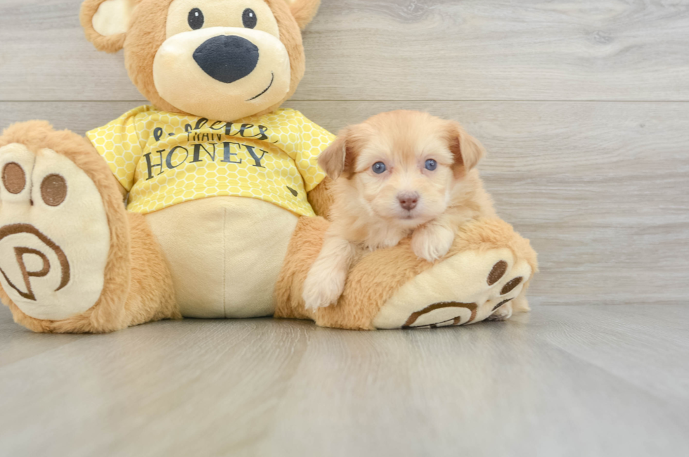 7 week old Mini Aussiedoodle Puppy For Sale - Puppy Love PR