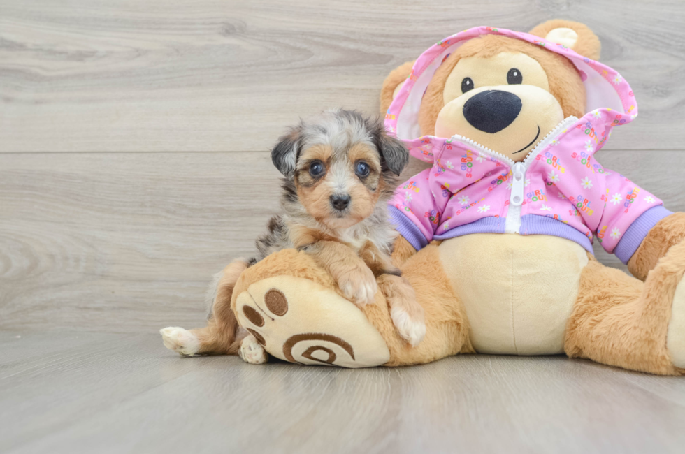 5 week old Mini Aussiedoodle Puppy For Sale - Puppy Love PR