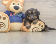 8 week old Mini Aussiedoodle Puppy For Sale - Puppy Love PR