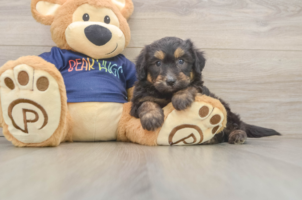 5 week old Mini Aussiedoodle Puppy For Sale - Puppy Love PR