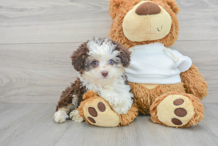 Mini Aussiedoodle Puppy for Adoption