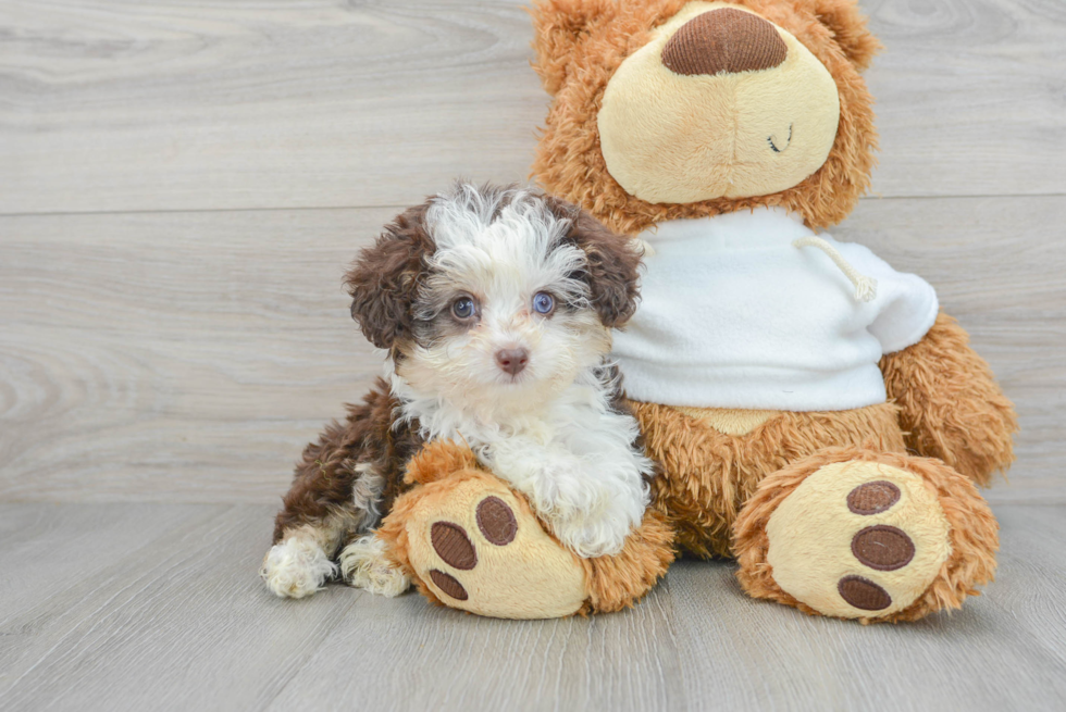 Mini Aussiedoodle Puppy for Adoption