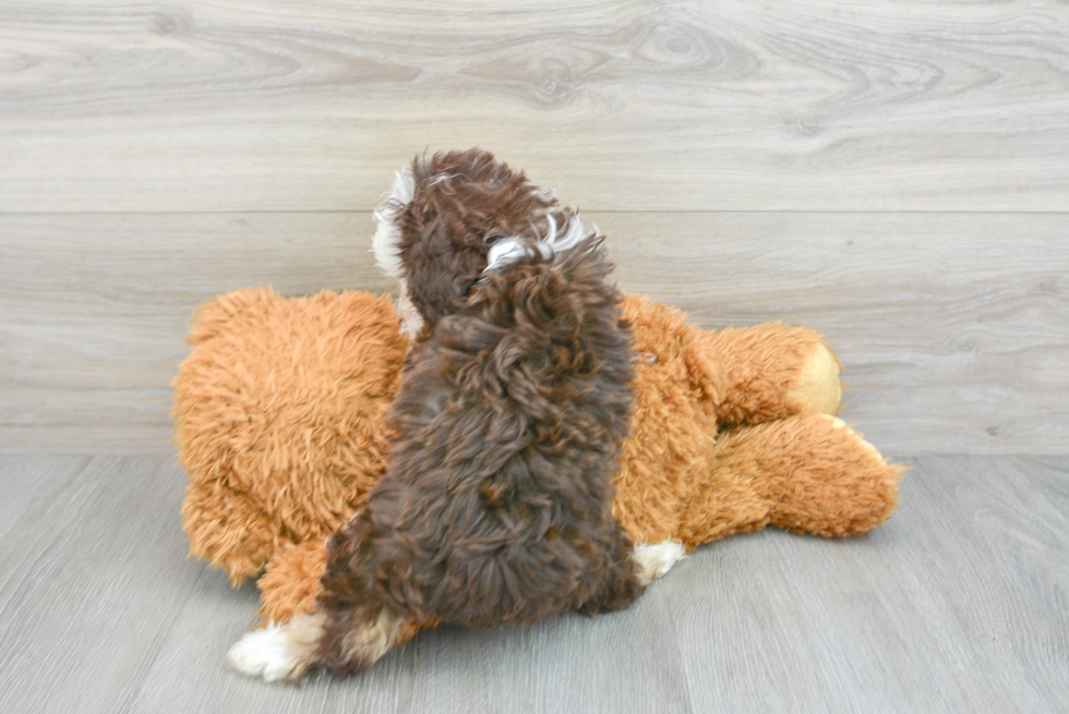 Mini Aussiedoodle Puppy for Adoption