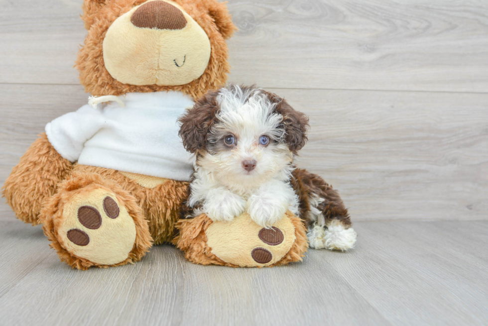 Mini Aussiedoodle Puppy for Adoption