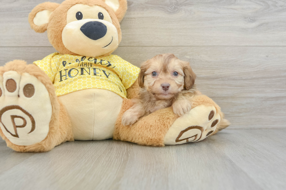 7 week old Mini Aussiedoodle Puppy For Sale - Puppy Love PR